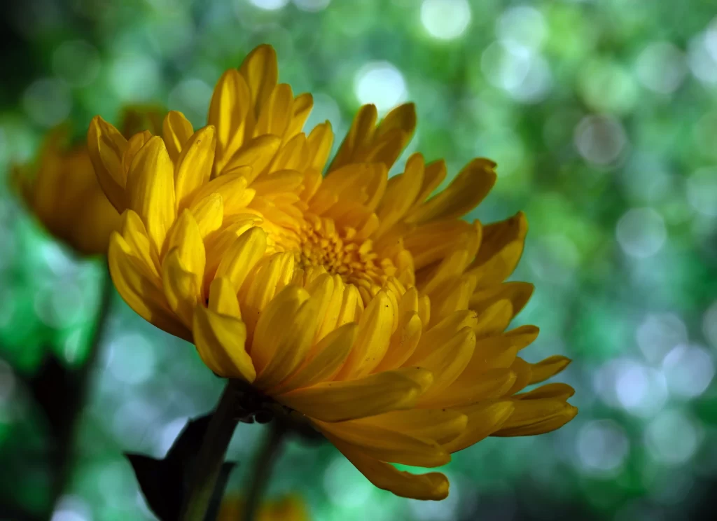 Yellow Chrysanthemum Petals Dense Texture Green Background