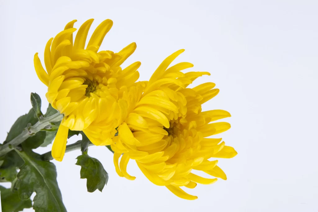 Yellow Chrysanthemum Petals Bright Green warm Leaves