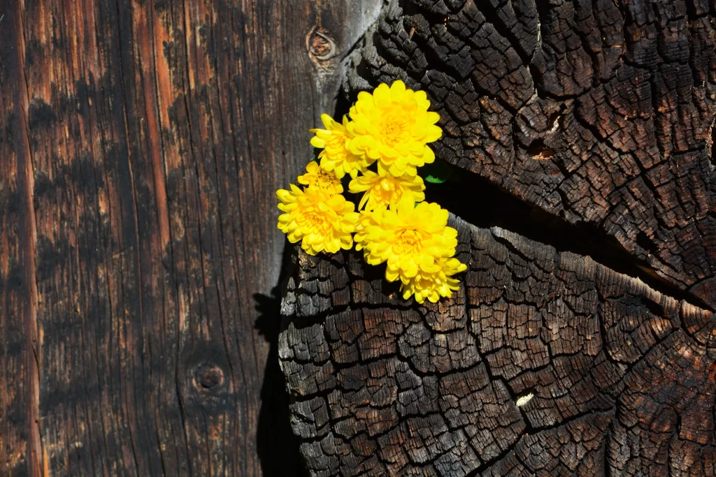 Yellow Chrysanthemum Petals Texture Cracked Bark