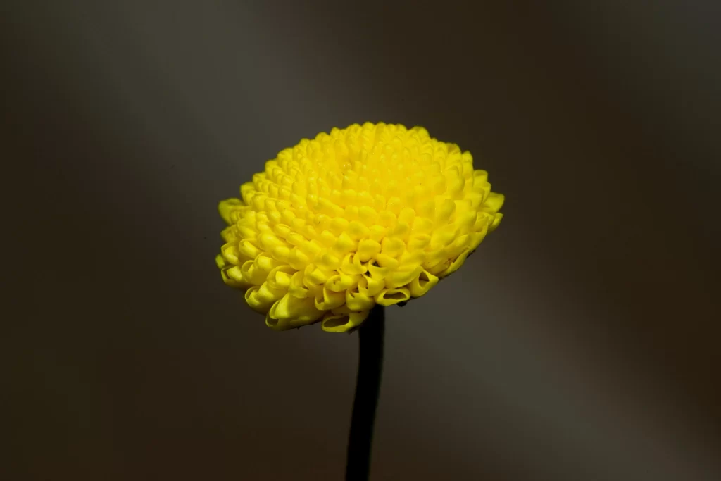 Yellow Chrysanthemum Petals Dense Round