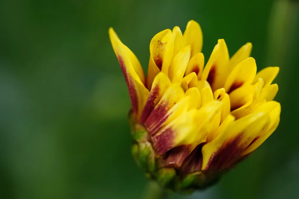 Yellow Chrysanthemum Petals Green Background