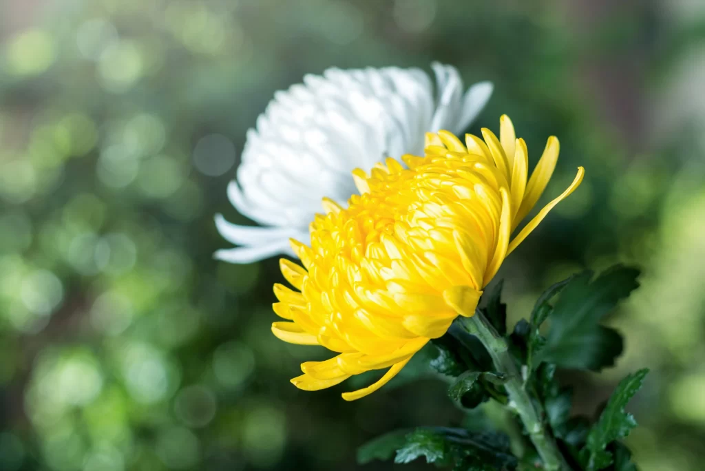 Yellow Chrysanthemum Petals White Chrysanthemum Green Leaves