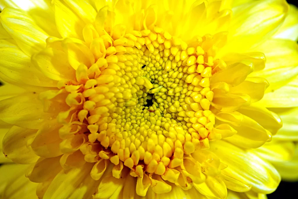 Yellow Chrysanthemum Petals Dense Center Bright