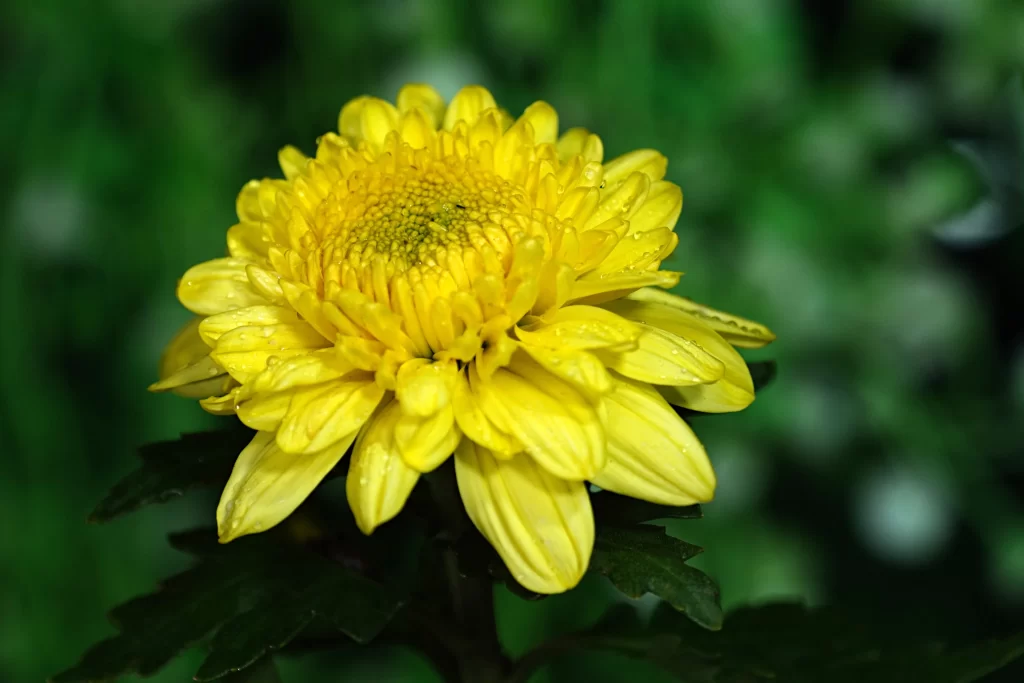 Yellow Chrysanthemum Petals Dewdrops Green warm Background