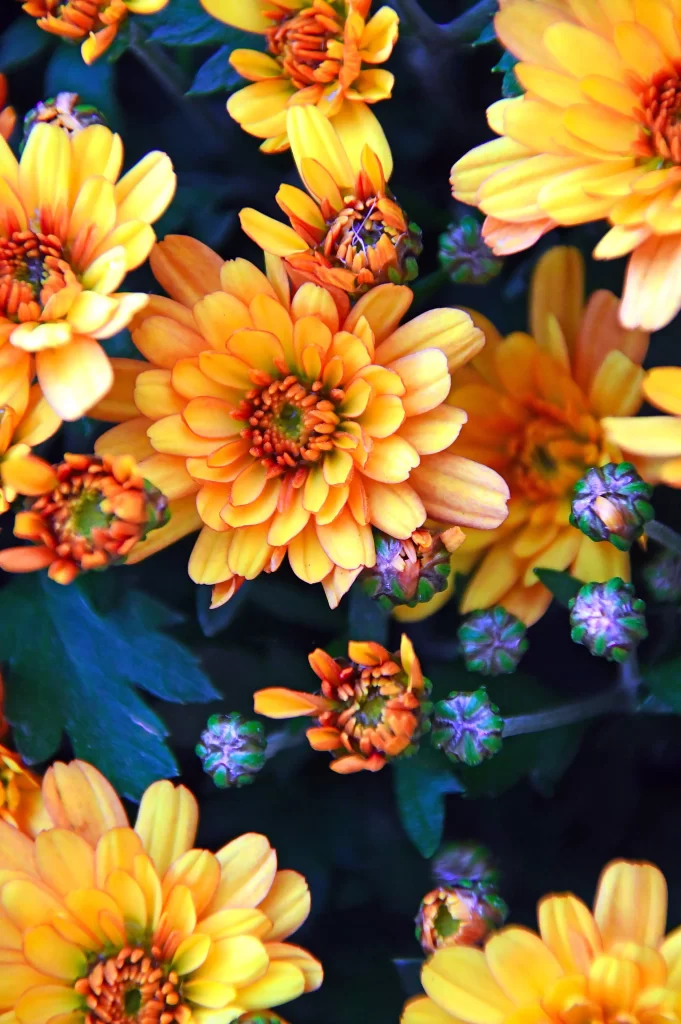 Yellow Chrysanthemum Petals Bright warm Blooms