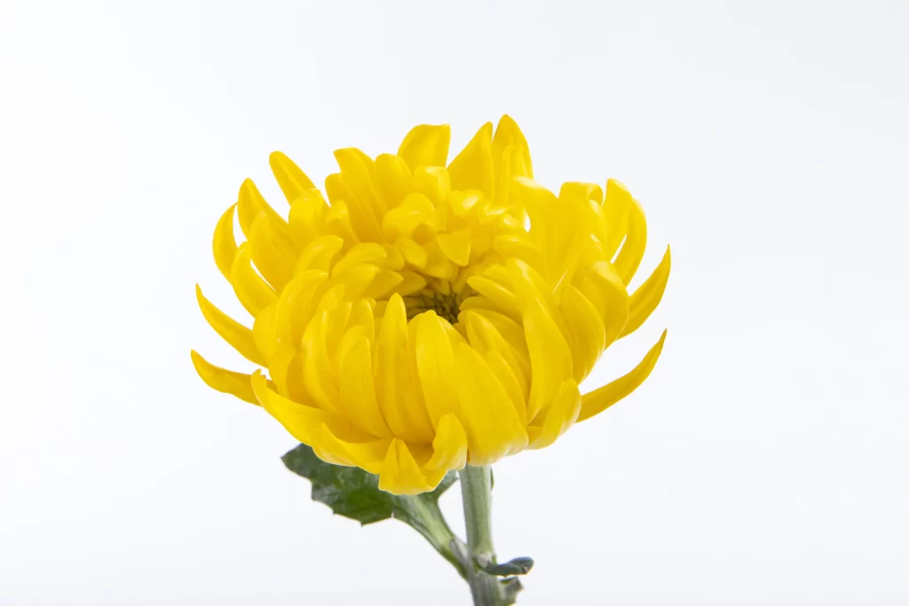 Yellow Chrysanthemum Petals Bright Green warm Stem