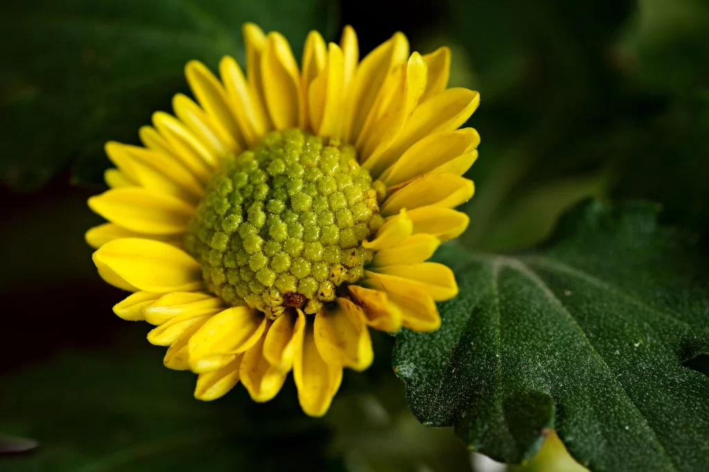 Yellow Chrysanthemum Petals Green warm Leaves
