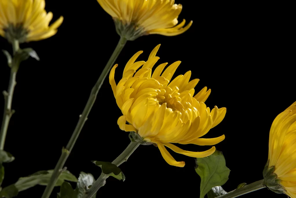 Yellow Chrysanthemum Petals Bright dark Blooms