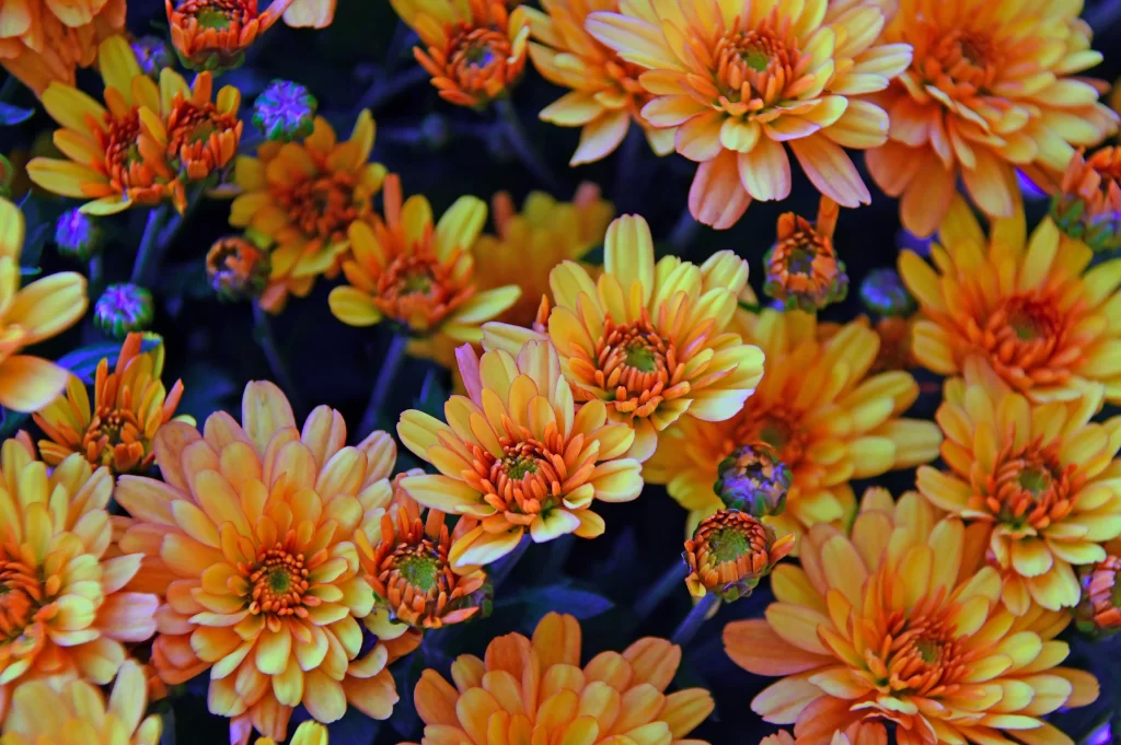 Yellow Chrysanthemum Petals Dense warm Blooms