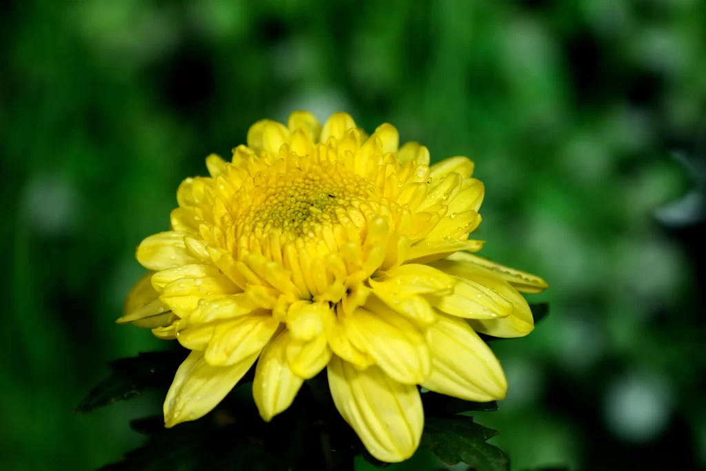 Yellow Chrysanthemum Petals Dewdrops Green warm Background