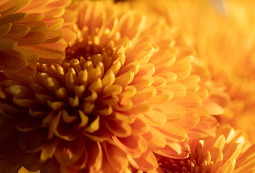 Yellow Chrysanthemum Petals Dense Texture Sunlit