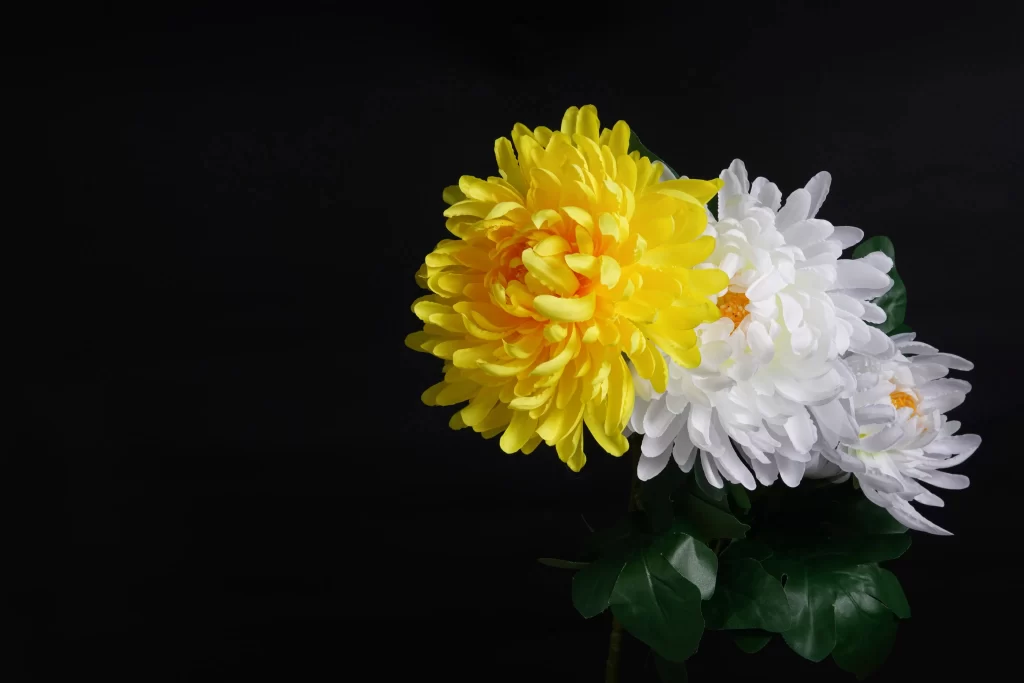 Yellow Chrysanthemum White Chrysanthemum Petals Contrast Dark Background