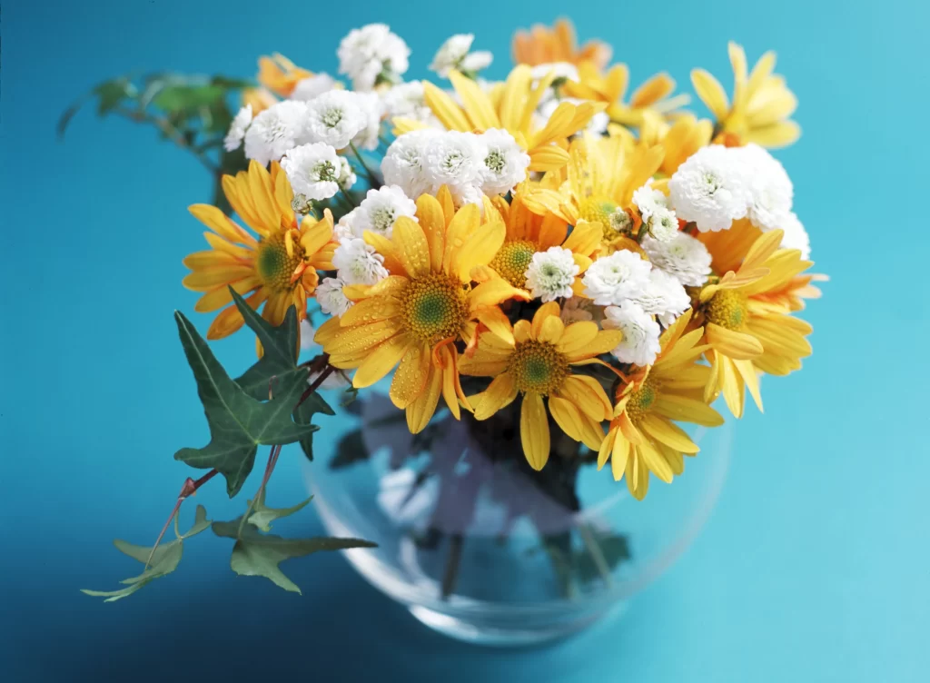 Yellow Chrysanthemum White Daisies Green Leaves Blue Background Vase