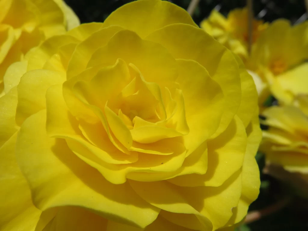Yellow Crabapple Blossom Petals Rounded Edges