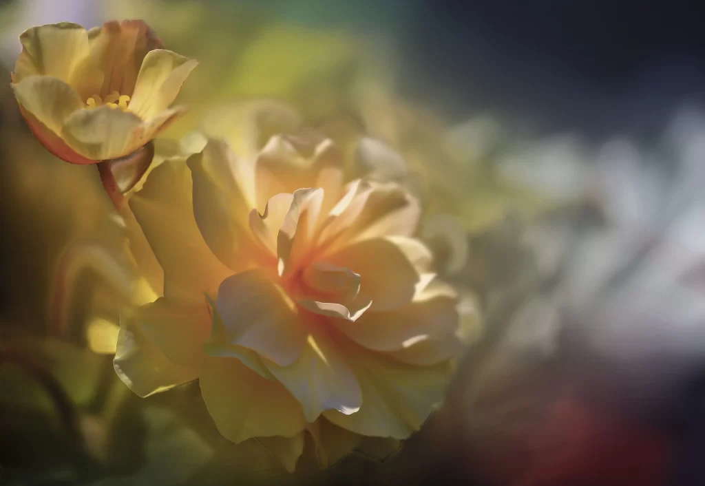 Yellow Crabapple Blossom Petals Delicate Sunlight