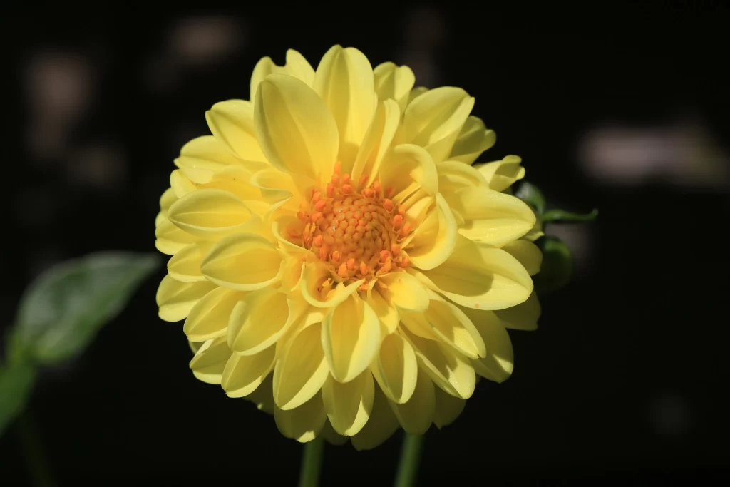 Yellow Dahlia Petals Bright Center