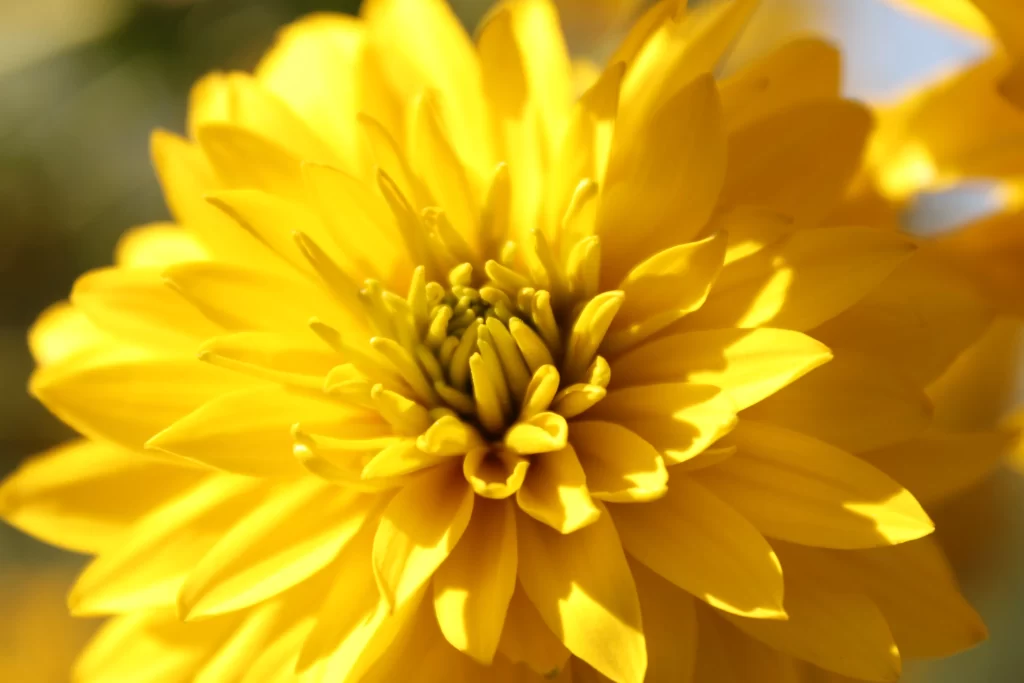 Yellow Dahlia Petals Bright Sunlight