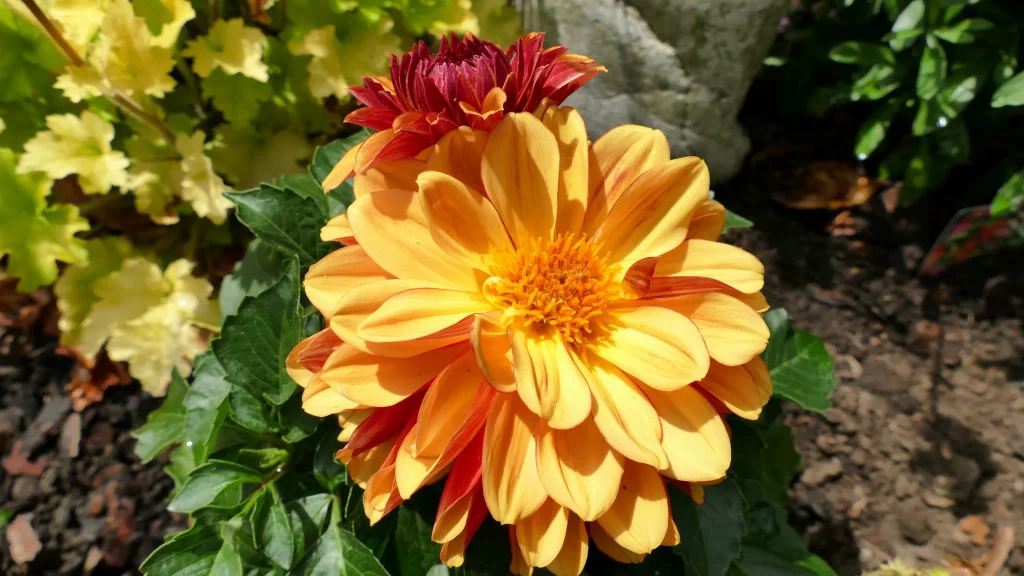 Yellow Dahlia Petals Bright Sunlit