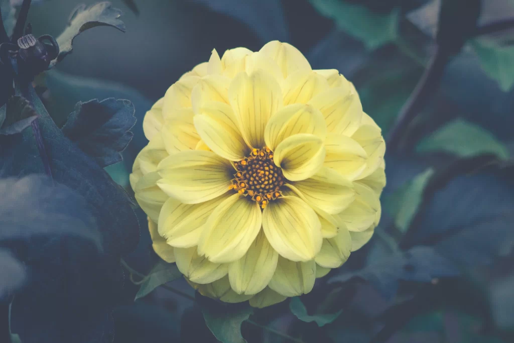 Yellow Dahlia Petals Dense Center