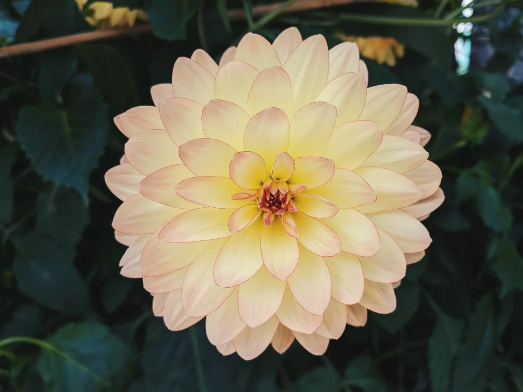 Yellow Dahlia Petals Layered Center