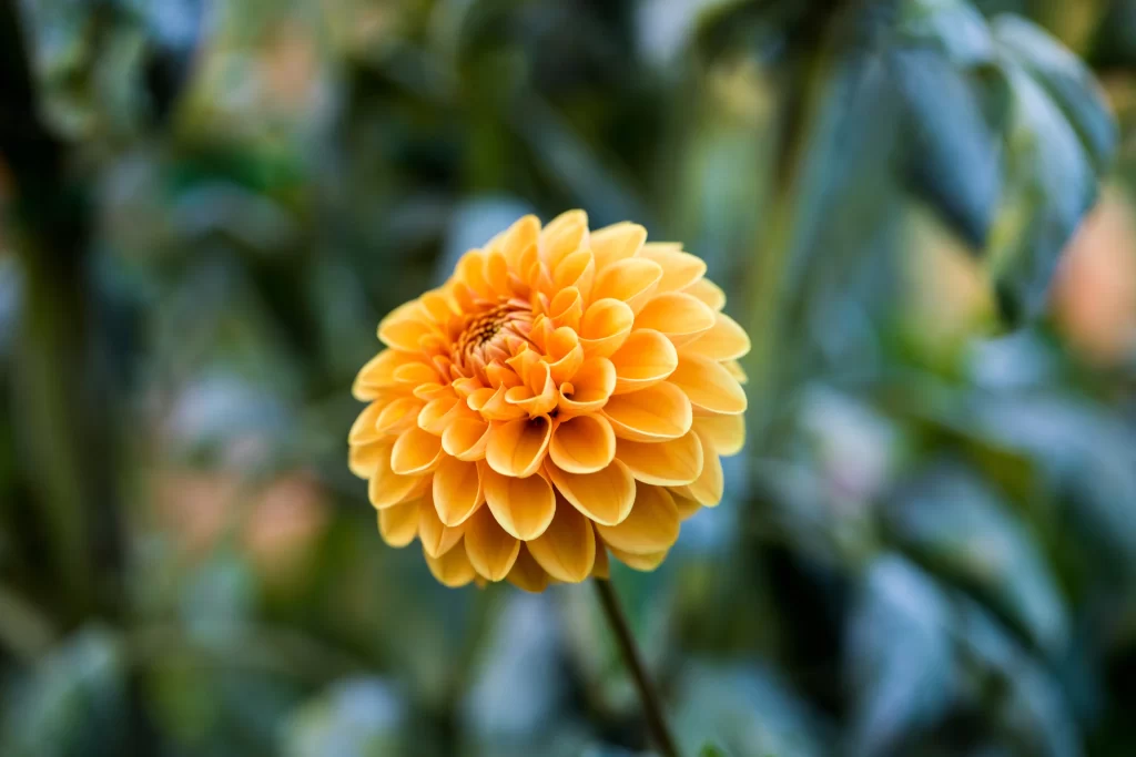 Yellow Dahlia Petals Rounded Bright