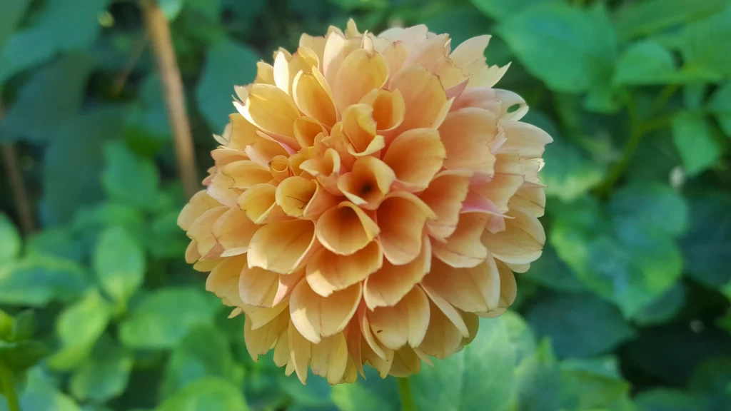Yellow Dahlia Petals Rounded Dense