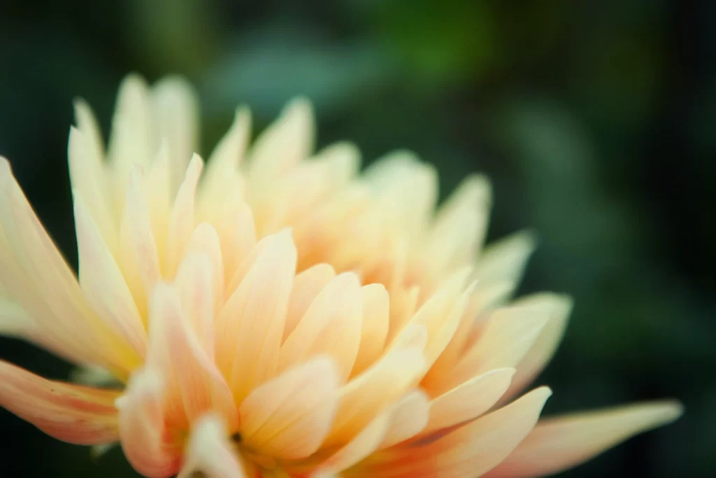 Yellow Dahlia Petals Soft Focus