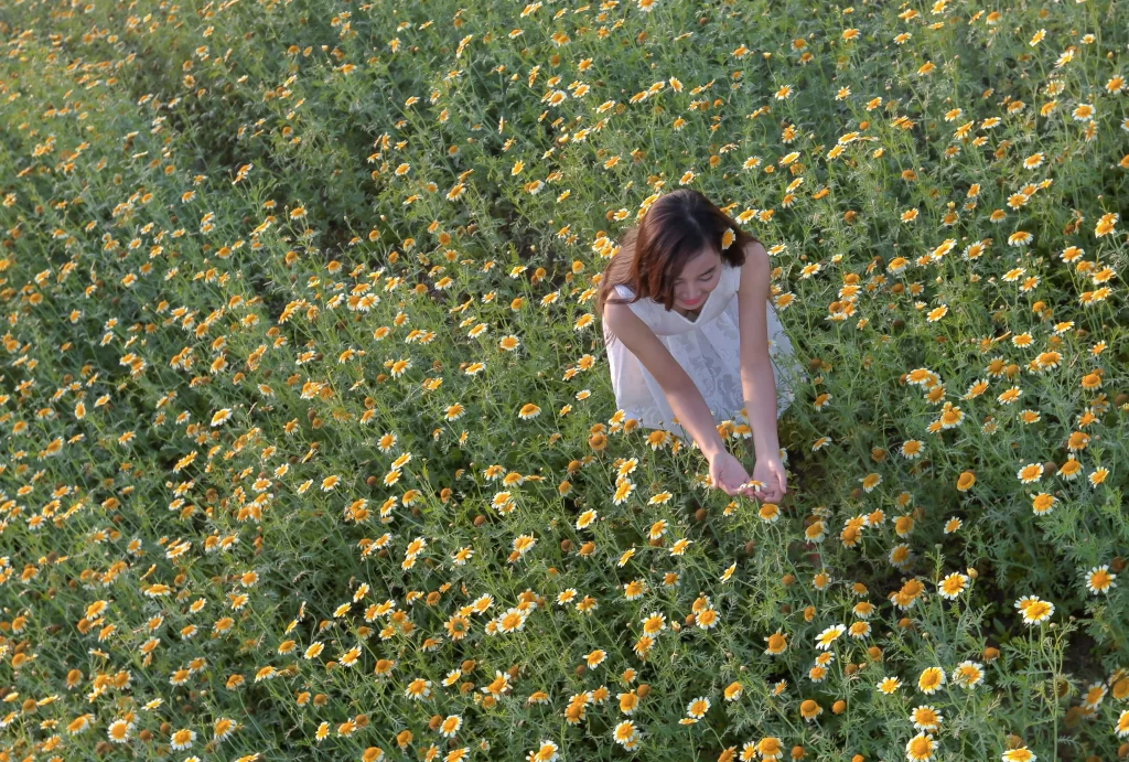 Yellow Daisy Blooms Field Sunlit
