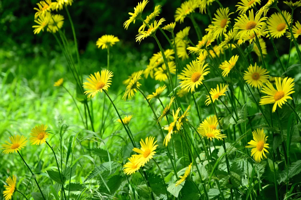 Yellow Daisy Bright Petals Green Leaves Sunlight