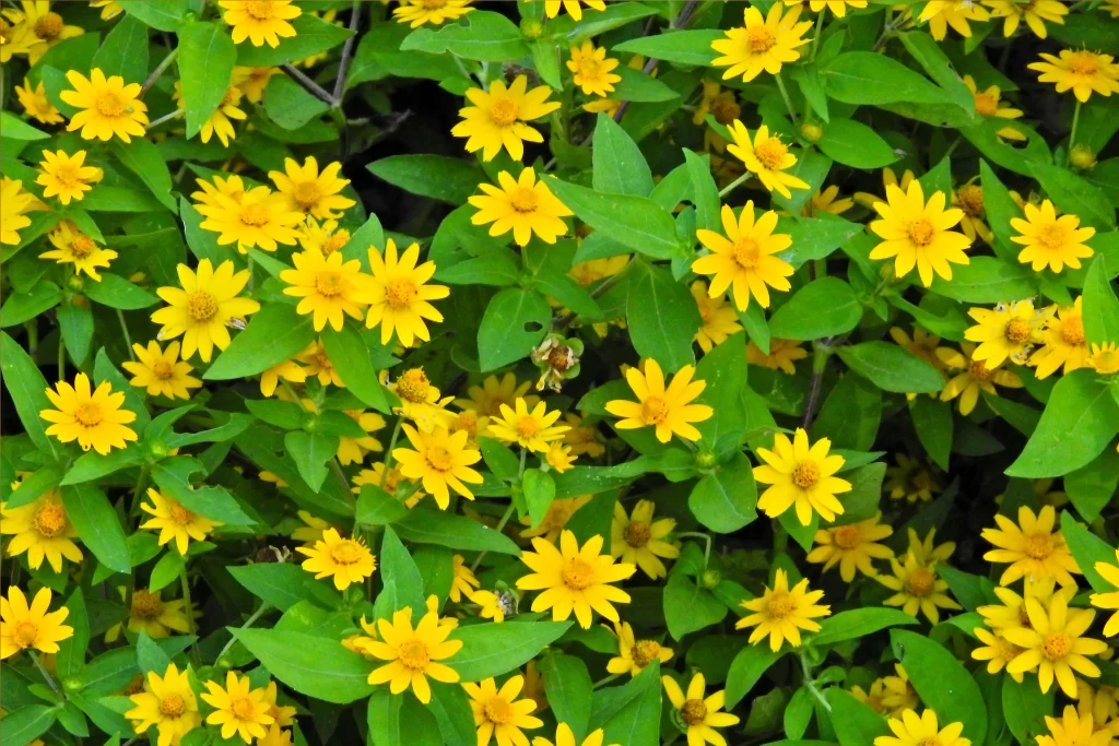 Yellow Daisy Bright Petals Green warm Leaves