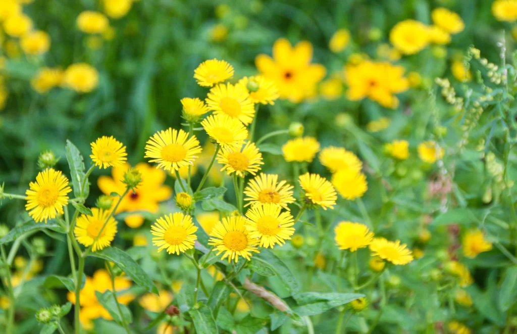 Yellow Daisy Bright Petals Green warm Leaves
