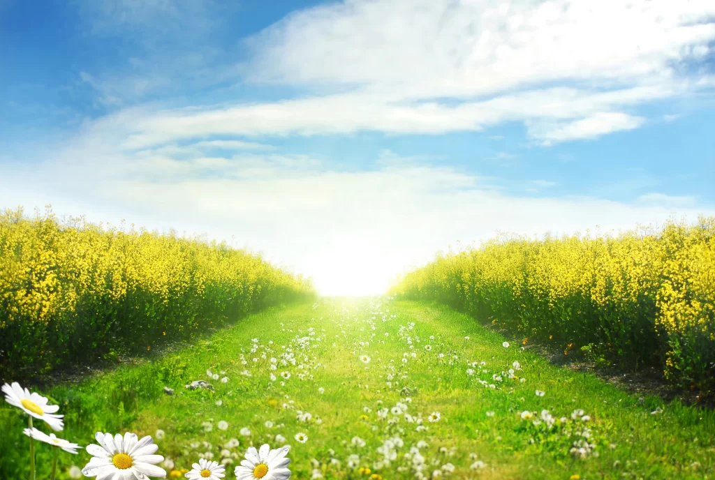 Yellow Daisy Field White Petals Sunlight