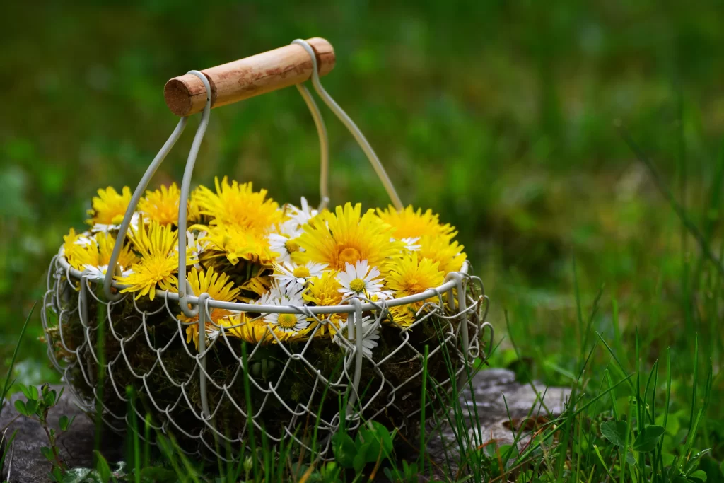 Yellow Daisy Petals Basket Green Grass