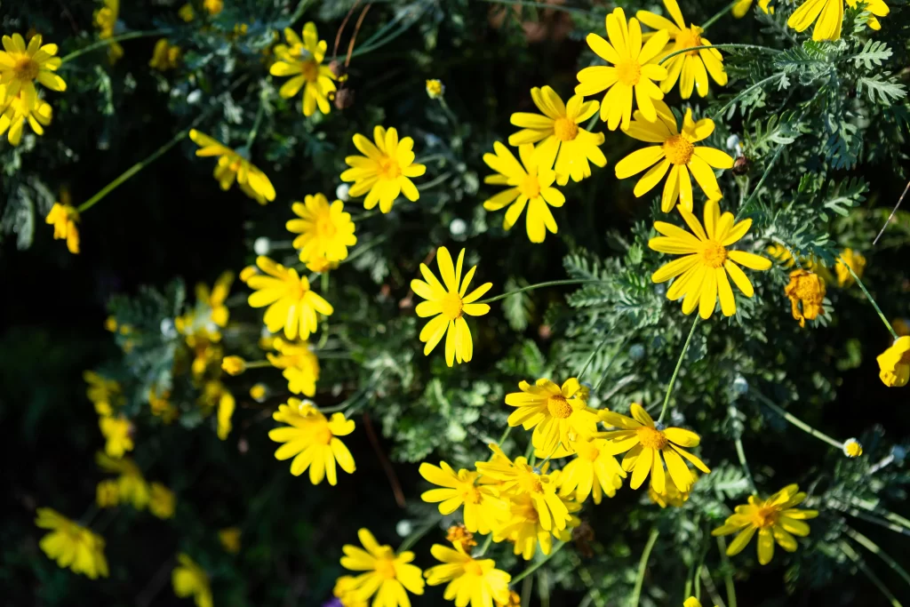 Yellow Daisy Petals Bright Green