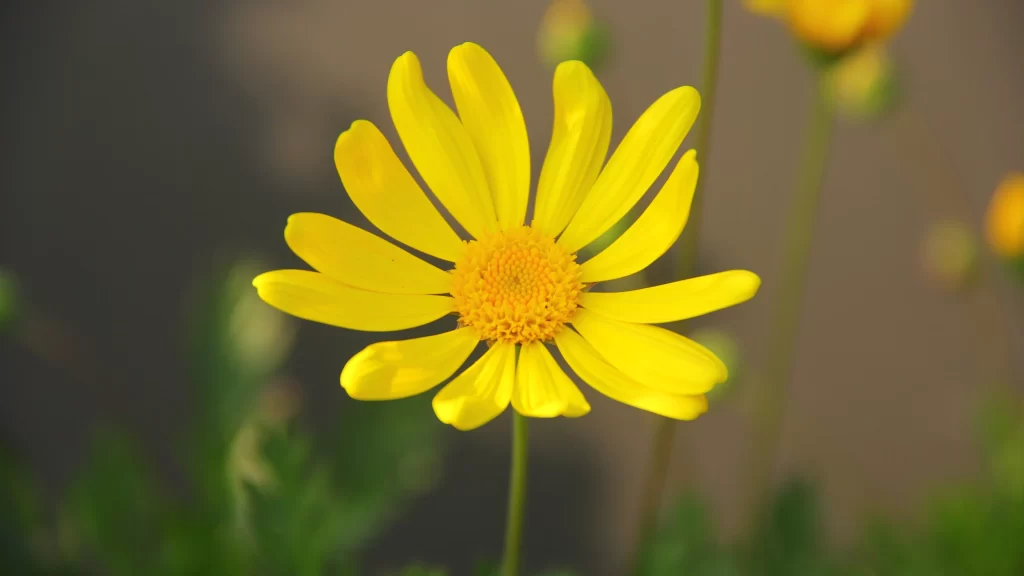 Yellow Daisy Petals Bright Center