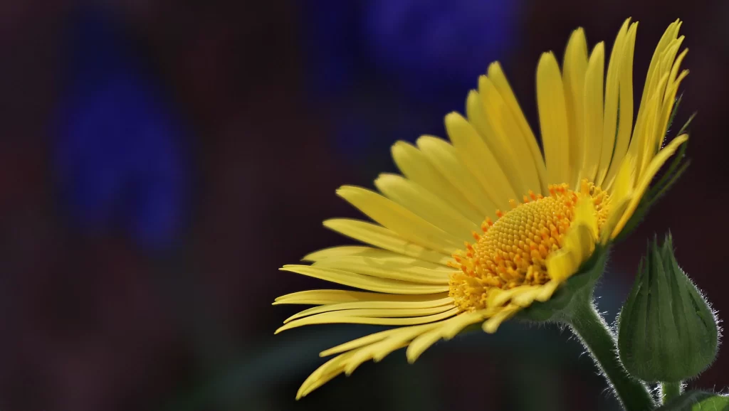Yellow Daisy Petals Center Bright