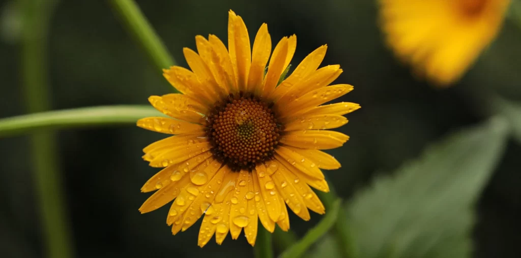 Yellow Daisy Petals Dewdrops Bright