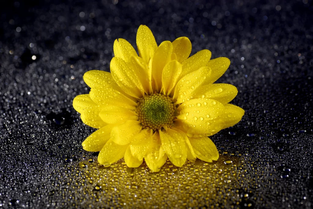 Yellow Daisy Petals Dewdrops Reflective