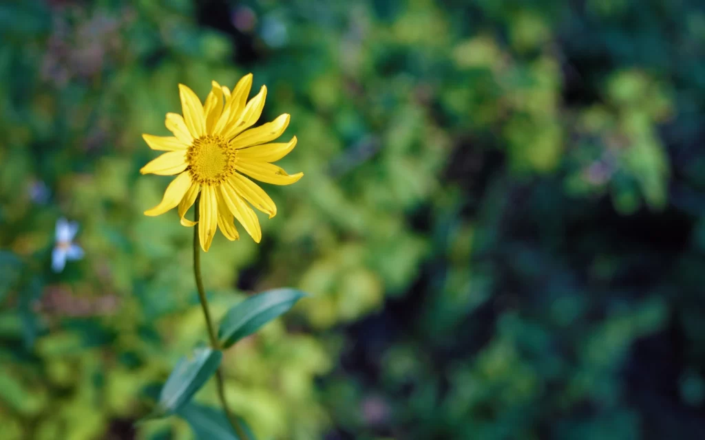 Yellow Daisy Petals Green Leaves
