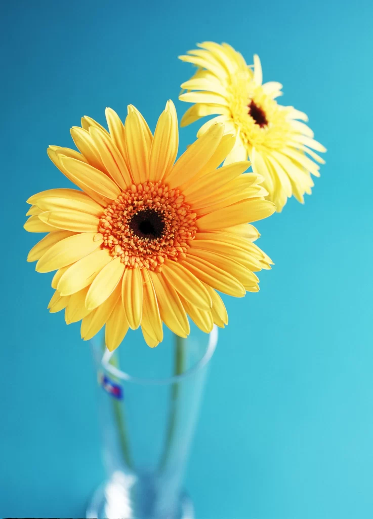 Yellow Daisy Petals Vase Blue Background