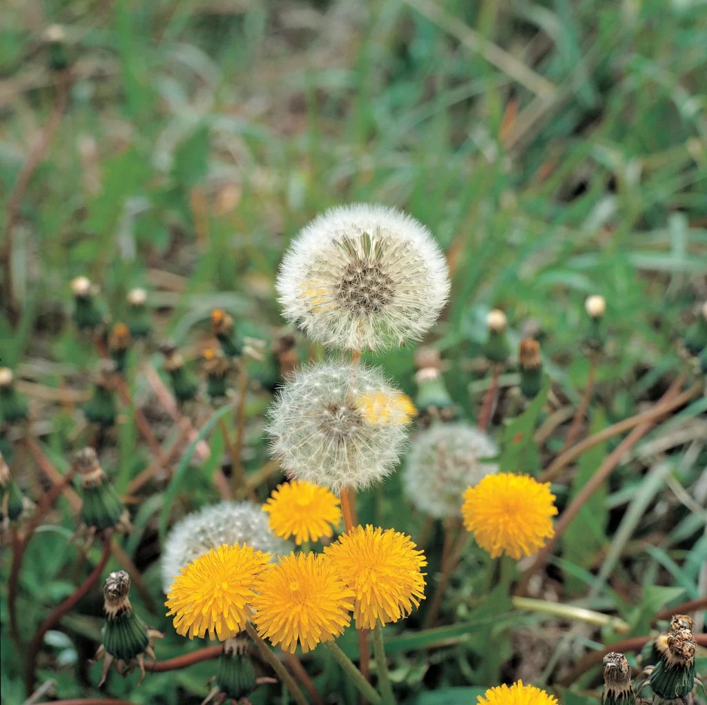 Yellow Dandelion Bloom Petals Seed Heads Green