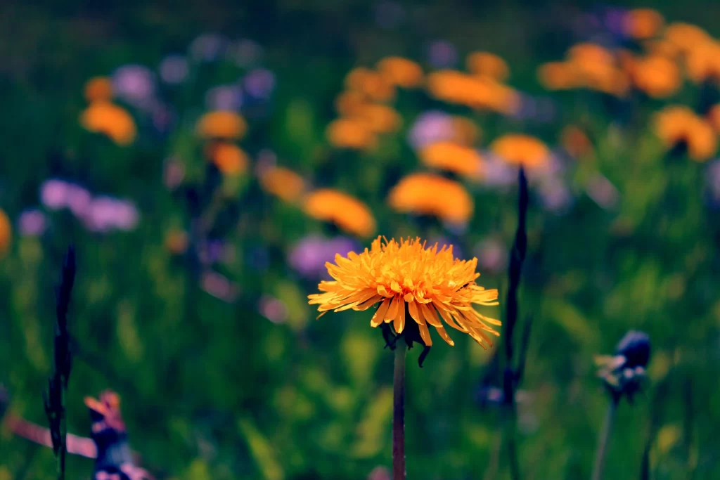 Yellow Dandelion Bloom Petals gray Field