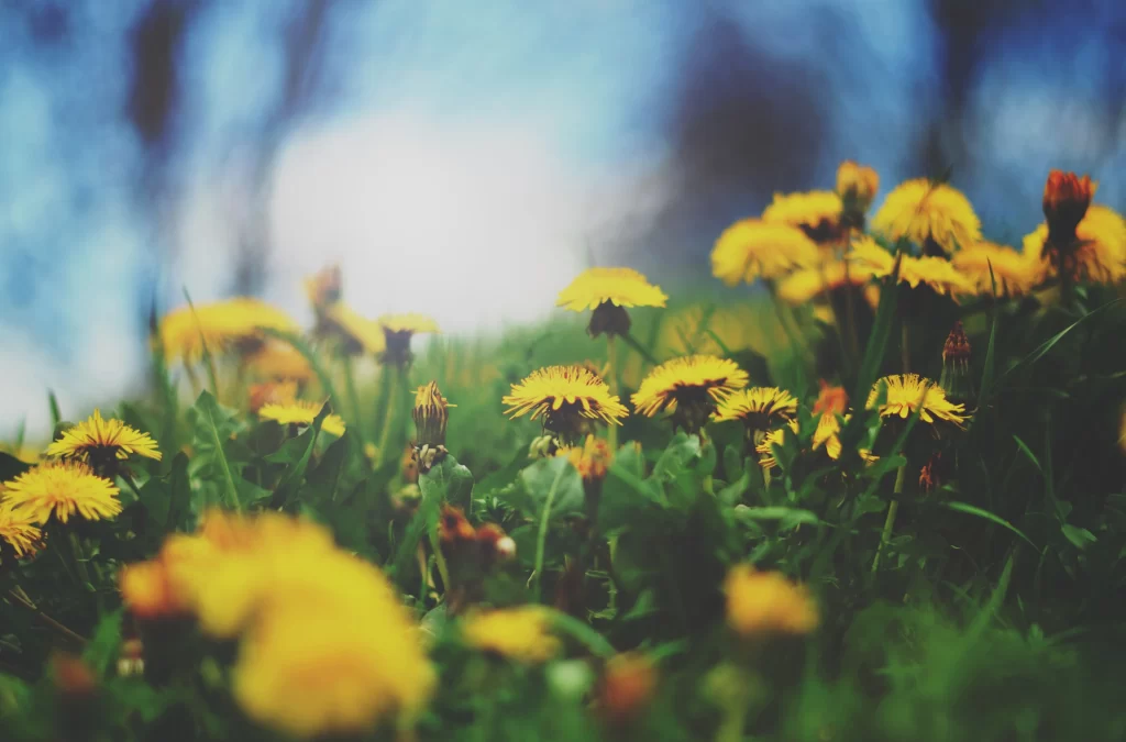 Yellow Dandelion Bloom Petals Green Grass