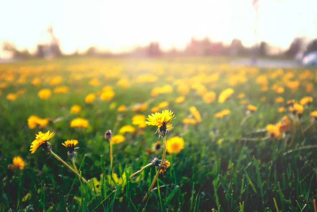 Yellow Dandelion Bloom Petals warm Field