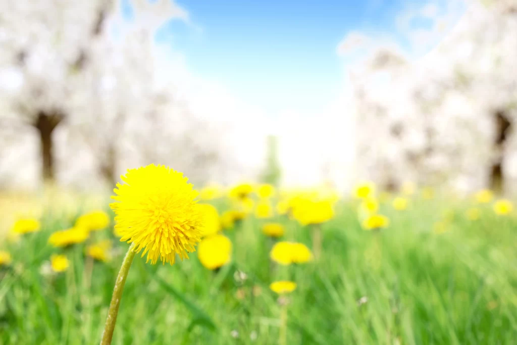 Yellow Dandelion Blooming Petals Grass