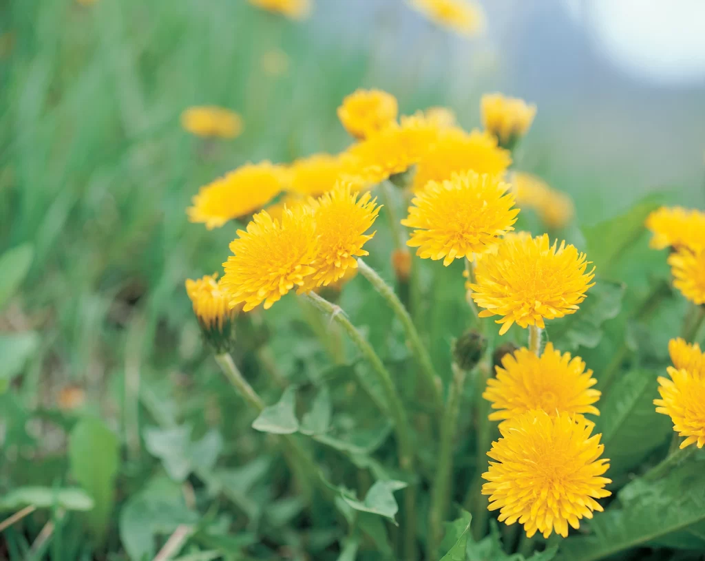 Yellow Dandelion Blooms Petals Green warm Leaves