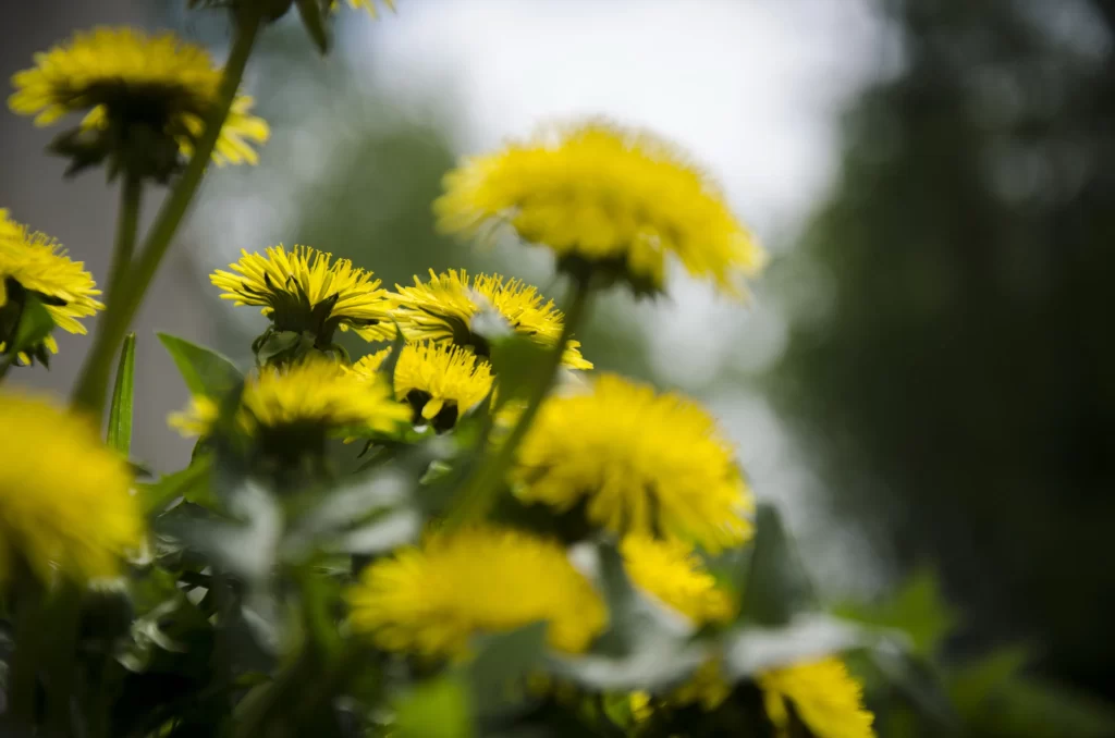 Yellow Dandelion Blooms Petals Green warm Leaves