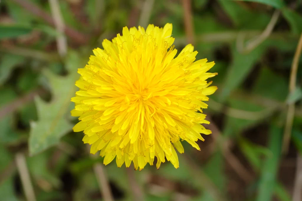 Yellow Dandelion Bright Petals Round Shape