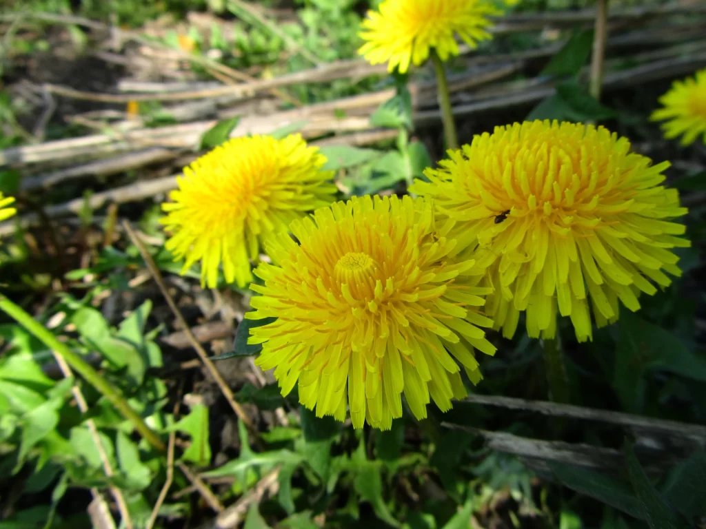 Yellow Dandelion Bright Petals Sunlight Nature