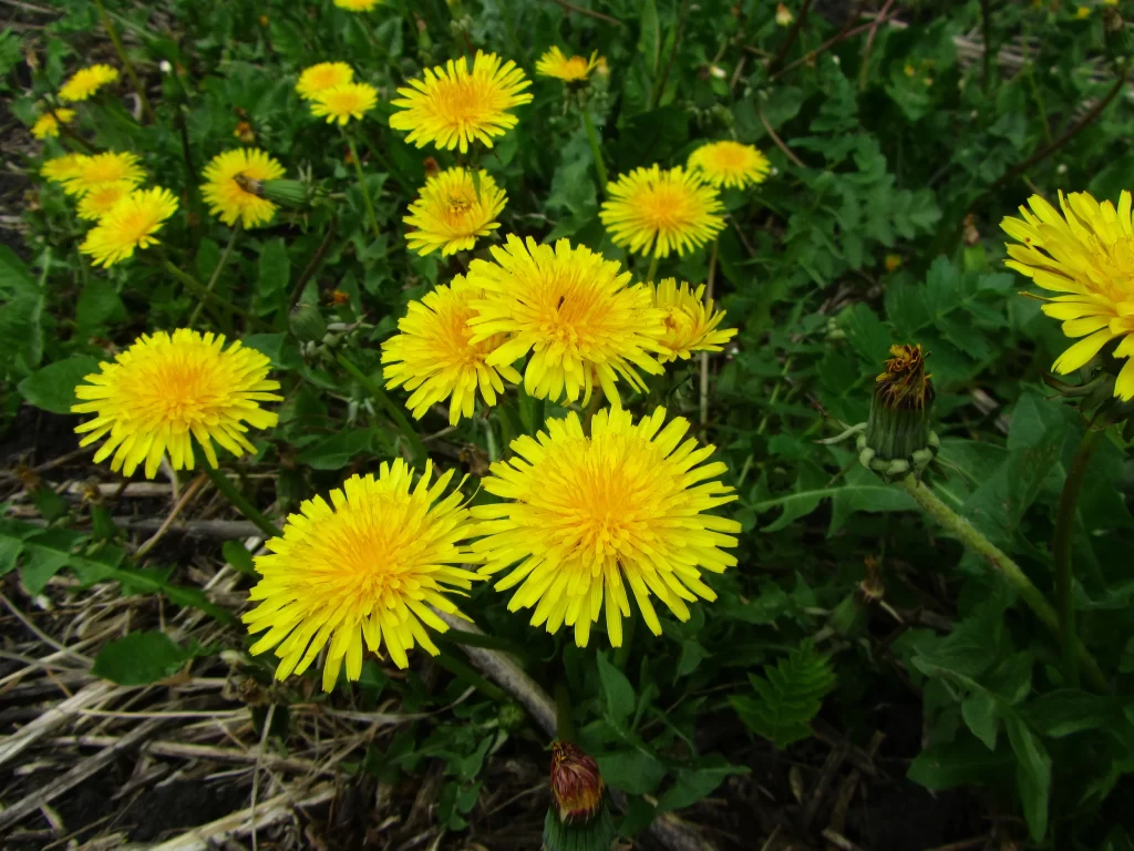 Yellow Dandelion Bright Petals Green Leaves